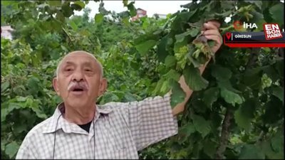 Giresun’da üretici fındık hasadı öncesi bahçe altı temizlik çalışmalarına başladı