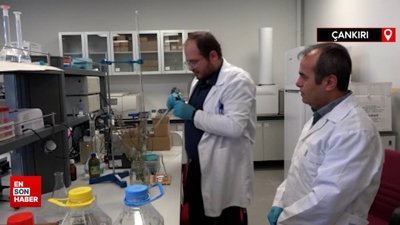 Çankırı’da yetiştirilen lavanta tedaviler de kullanılabilecek