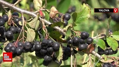 Gençlik iksiri aronya botoks etkisi yapıyor