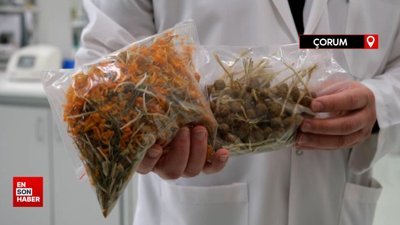 Çorum'da çiğdemin şifa dolu sırları ortaya çıktı