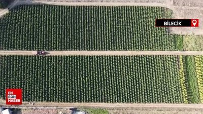 Bilecik'te 800 metre rakımda domates hasadı