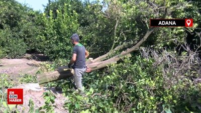 Adana'da narenciye ağaçta kaldı: Para kazanamayan üretici ağaçları kesiyor