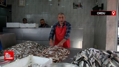 Balıkçılar da şaşkın: Palamutta görülmemiş kıtlık