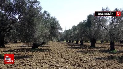 Zeytinyağında yeni yıla 40 bin ton stokla girilecek