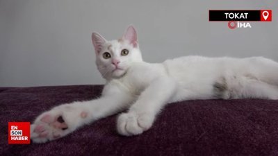 Evcil hayvanı olanlar dikkat, uyuz kapma riski bulunuyor