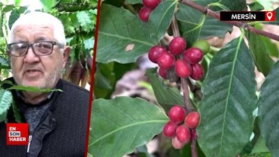Kahve ağacı yetiştiren Mersinli üretici ilk ürünlerini aldı