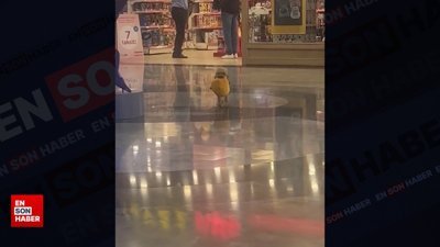 Mağazadan oyuncak çalıp sahibine getiren köpek kamerada
