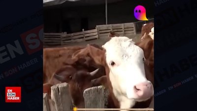 Bu da Avrupalı inek: Otlanmayı bile bilmiyor