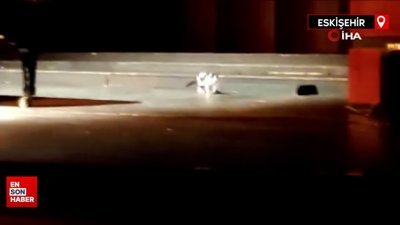 Konser esnasında sahneye çıkan kedi gülümsetti