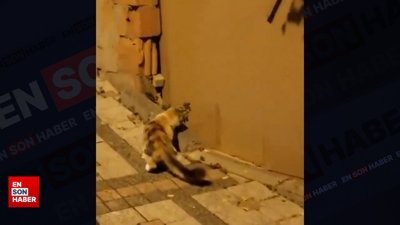 Kendisini avlamak isteyen kedinin aklını alan fare