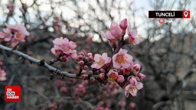 Tunceli’de badem ağaçları çiçek açtı, üretici tedirgin