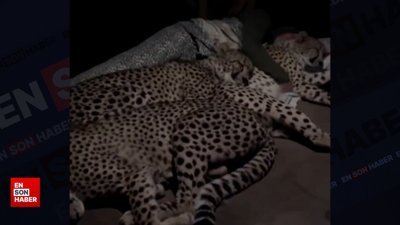 Bakıcıları ile uyuyan çitaların, gece kamerasına kaydedilen anları