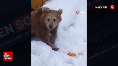 Hakkari'de kış uykusuna yatmayan ayı şantiyeye girdi