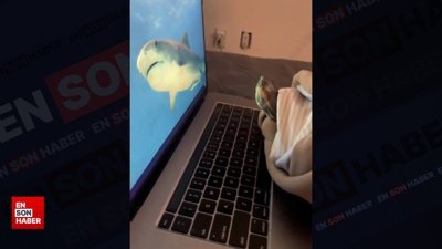 Hiç karşılaşmadığı köpek balığından korkan kaplumbağa