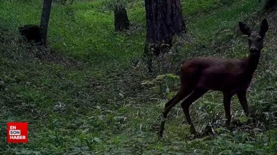 Ilgaz Dağı Milli Parkı’ndaki yaban hayatı görüntülendi