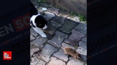 Sokakta kedilere saldıran fare kamerada