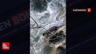 İbrahim Yumaklı paylaştı doğal yaşamın bu seferki sürprizi su samuru