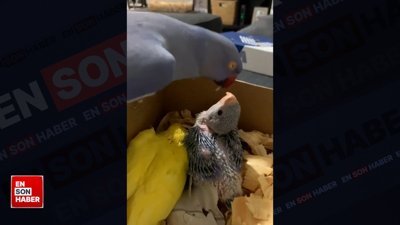 Bebeklerini sevmeye doyamayan anne papağan