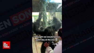 Dans ederken kendinden geçen maymun