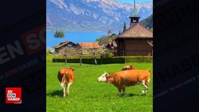 İsviçre'deki mutlu inekler
