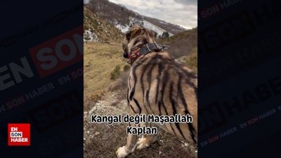 Kaplana benzemesi için kangalı boyadılar