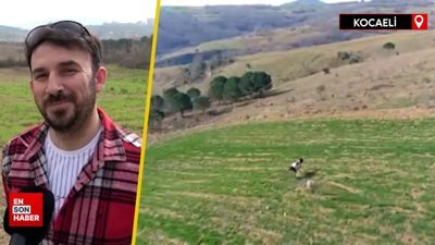 Kocaeli'de arazisine gelen ineği dronla kovaladı