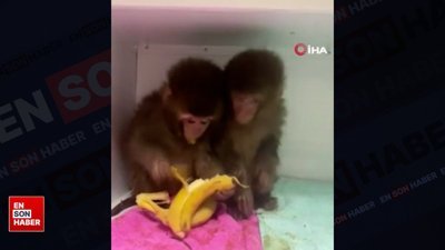 Muzla beslenen maymunlardan keyifli anlar