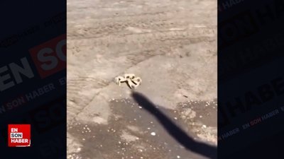 Yengecin gölge ile imtihanı