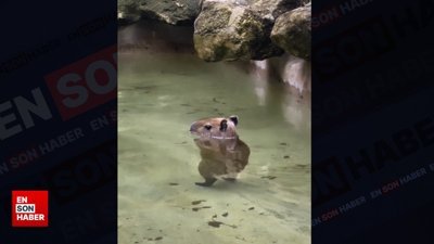 Suyun içinde yürüyen bebek Kapibara