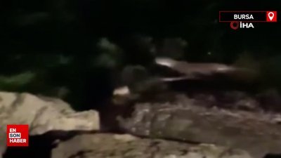 Mudanya sahilinde su samurları görüldü