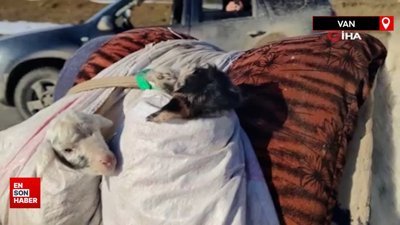 Van’da besicilerin zorlu kış mesaisi devam ediyor