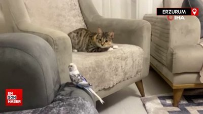 Erzurum’da kedi ile muhabbet kuşunun gülümseten dostluğu