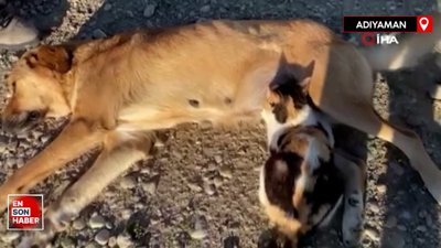 Köpek ile kedilerin yıllardır süren dostluğu