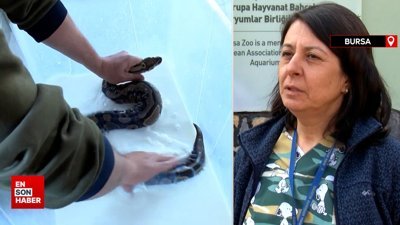 Bursa'da kraliyet pitonları süt banyosuyla deri değiştiriyor
