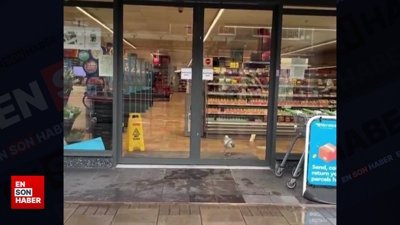 Market alışverişi yapan martı