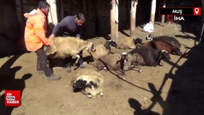 Muş’ta 80 adet küçükbaş telef oldu