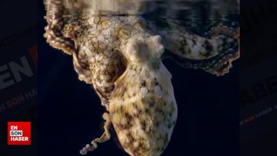 Rüya gören ahtapotun renk değişimleri