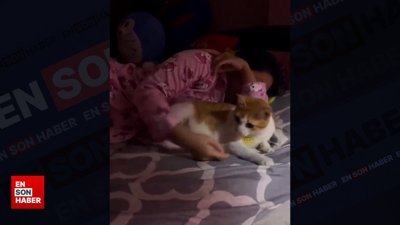 Sarılmayı sevmeyen kedi