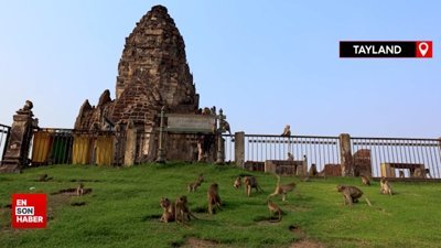 Tayland'da maymunların istila ettiği şehir Lopburi