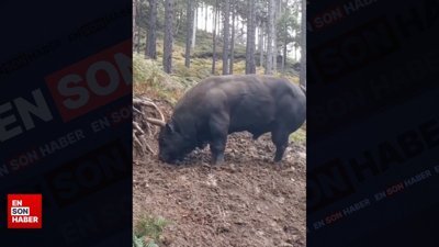 Toprakla güreşen boğa