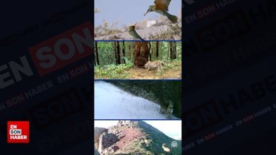 Türkiye'de yaban hayatı