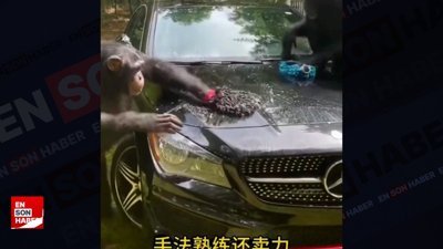 Araba yıkayan maymunlar kamerada