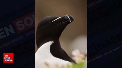 Nesli tükenmekte olan Ustura Gagalı