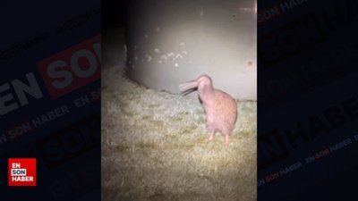 Yeni Zelanda'da nadir görülen boz kivi görüntülendi