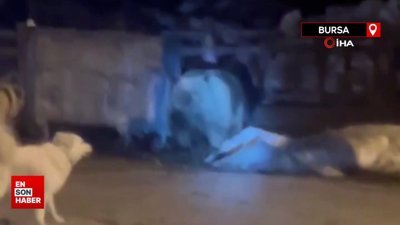 Kış uykusundan uyanan ayı kamerada