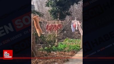 Sarman kedinin sucuk operasyonu