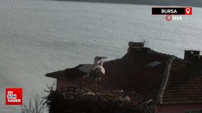 Yaren Leylek eşine kavuştu