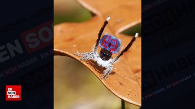 Dişilerin önünde dans eden örümcekler