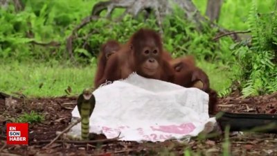 Orangutanlara yılan şakası