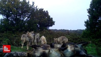 Vahşi doğada beslenme vakti